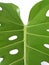 Close-up of monstera tropicale leaf with holes, green plant leaf texture. Single leaf of Monstera deliciosa palm plant isolated on