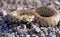 Close up of Montivipera albicornuta mountain viper