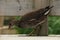 close-up of moorhen perching footbridge