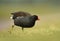 Close up of a moorhen walking in the grass