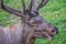 Close Up of a Moose with Antlers