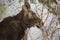 Close up of a moose. Canadian winter scene backyard wildlife.