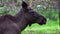 Close up of a moose in a forest