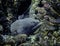 Close Up Moray Eel Face in Coral Reef Underwater