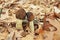 Close-up of Morel Mushrooms in the Wild