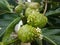 Close up of Morinda citrifolia (Mengkudu) fruit.