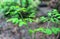 close up of moringa