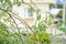 Close up of moringa oleifera plant with drumsticks.