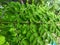 Close up of moringa plant