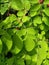 Close up of moringa plant