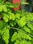 Close up of moringa plant