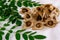 Close up Moringa seeds surrounded by moringa powder in a white bowl moringa leaves and moringa pods