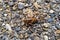 Close up of a Mormon cricket in the wild on a gravel surface