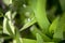 Close up of Morning Dew on Wheat Grass