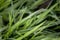 Close up of Morning Dew on Wheat Grass