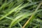 Close up of Morning Dew on Wheat Grass