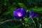 Close up of a morning glory