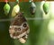 Close up of Morpho butterfly coming out of chrysalis