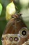 Close up of Morpho butterfly coming out of chrysalis