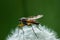 Close-up mosquito with big funny green eyes sitting on a white dandelion on green background