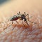 Close up of a mosquito on human skin, highlighting a nuisance