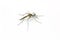 Close up Mosquito isolated