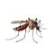 Close-up of mosquito, isolated on white, generative AI