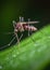 A close up of a mosquito on a leaf. Generative AI image.
