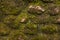 A close up of a moss covered old stone wall, perfect for backgrounds and abstracts