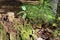 Close up of a moss covered tree trunk with pine tree saplings on the forest floor of Umstead State park