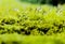 close - up of a moss growing on the edge of a small patch of grass