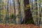 Close up of moss growing on giant linden tree roots.