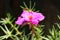 Close-Up of Moss Rose, Purslanes. Ten O\'Clock, Eleven Oâ€™Clock Flower, Mexican Rose. Fuchsia Flower