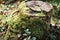 Close up moss sphagnum grows on an old stump