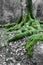 Close up on mossy roots of beech tree in wintertime forest