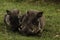 Close up of mother and baby wart hogs in Zimbabwe