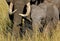 Close up of Mother and calf elephant