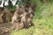 Close up of a mother Gelada monkey grooming her baby