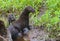 Close up Mother Mink and her baby along side her den.