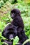 Close up of mother mountain gorilla with her baby