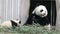 Close up  Mother Panda and Her Cub, China
