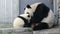 Close up  Mother Panda and Her Cub, China