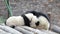 Close up  Mother Panda and Her Cub, China