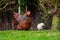 Close-up of a mother Silkie and Wyandotte hen seen with there young chicks.