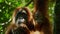 Close up of mother Sumatran Orangutans and newborn in rainforest