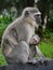 Close up of mother vervet monkey feeding baby, South Africa