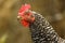 Close up of mottled hen