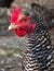 Close up of mottled hen. Mottled grey hen portrait