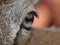 Close up with moufflon female, mouflon eyes