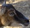 Close up with the mouflon female, view from the profile